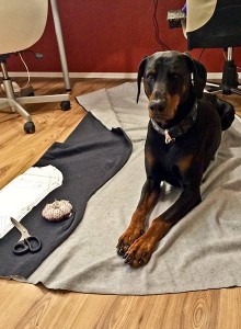 Vierbeiniger Mitarbeiter